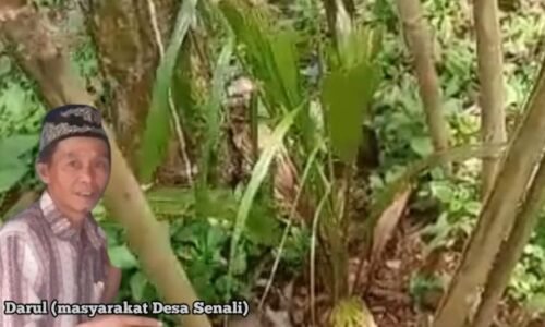 Desa Senali, ‘Permasalahan Hewan Ternak Kembali Timbulkan Kegaduhan’