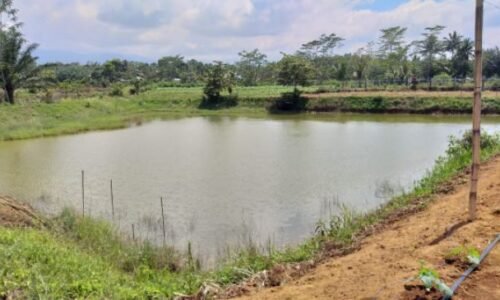 Produksi Ikan Bengkulu Utara Mengalami Penurunan