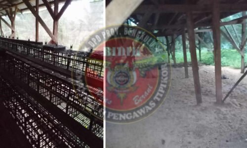 Hanya Menyisakan Kandang..? Program Ayam Petelur BUMDes Tanjung Raman Diduga Mark-Up