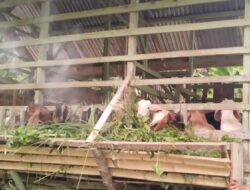 APH Kepahiang Diminta Turun Tangan Terkait Dugaan Penyimpangan DD Suka Sari