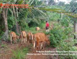 Program Ketahanan Pangan Desa Karang Are, Perkembangbiakan Ternak Sapi