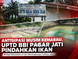 Antisipasi Kemarau, UPTD BBI Pagar Jati Pindahkan Ikan ke Kolam yang Masih Berair
